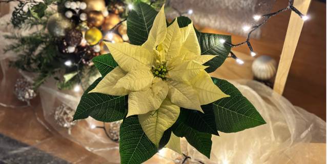 Naše škola opět podpořila projekt Vánoční hvězda